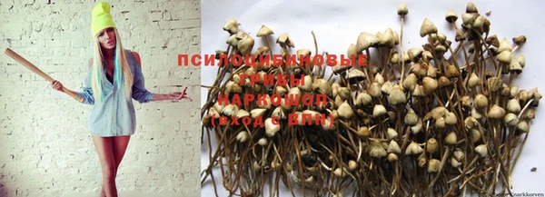 прущие грибы Сатка