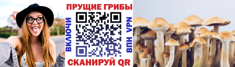 Галлюциногенные грибы Psilocybine cubensis наркошоп Аркадак